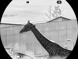 Black Hot thermal image of a giraffe viewed through Guide TN 2.0 thermal binoculars