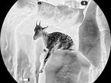 Black Hot thermal image of a goat viewed through Guide TN 2.0 thermal binoculars
