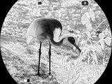 White Hot thermal image of a bird viewed through Guide TN 2.0 thermal binoculars
